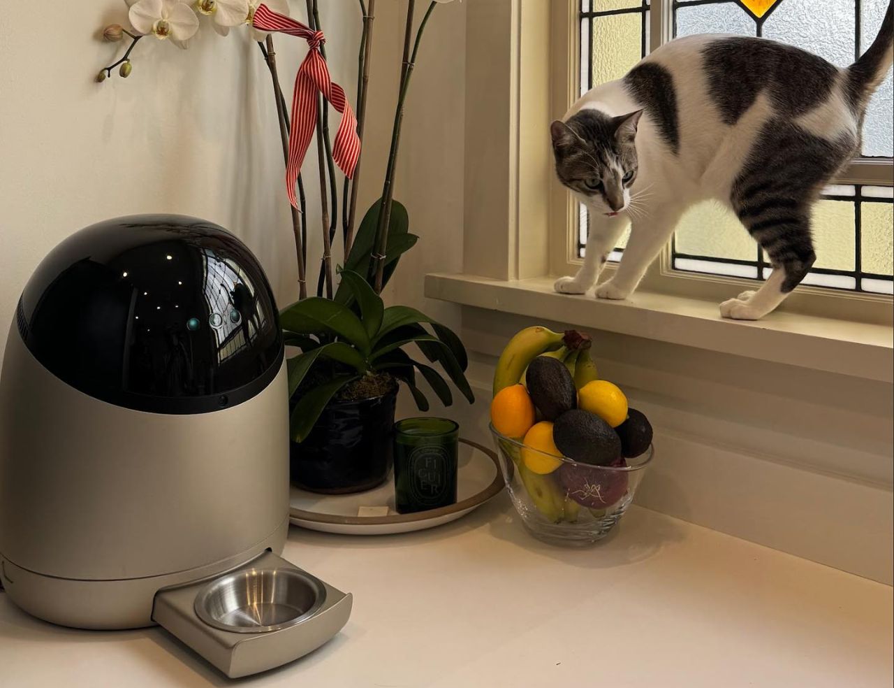 Sphinx Smart Wet Feeder 2